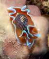 Bulbous hydatina taken at Marsa bareika with E300 and 105mm lens.