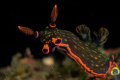 I took this full frame shot a couple of weeks ago and I thought my eyes were off but I've never seen the blue tinge on a nudi like this one. That's the real color I got from him.