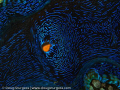 Closeup of a giant clam.  I've titled it 'Van Gogh's Clam' becasue it reminds me of his 'Starry Night' oil painting.  