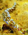 Pteraeolidia ianthina in shallow water
