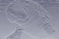 Manatee. Used Base Relief. Picture taken with Canon Rebel and Ikelite Housing.