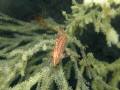 Longnose bullhorn fish.