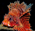 Mombasa lionfish. Lembeh. Nikon D200.