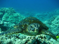 Little honu in Hawaii