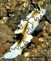 Nudie. Lembeh. Nikon D200.