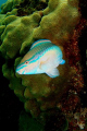 Parrotfish in the Tobago Cays.
Taken while freediving with an Olympus 7070 and internal flash.