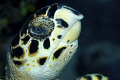 Hawksbill Turtle, East End, Grand Caymans. Nikon D 200 60mm Lens