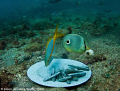 Fish & Chips, Nikon /d80 by Jason deCaires Taylor