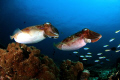 Dual Cuttlefish.