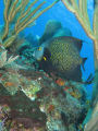 French angel circling soft corals - Saba