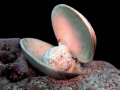 Fish in to the shell