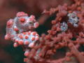 Baby and the mother pygmy seahorse at Mantangale Resort , on the other side of the seafan , live 2 adults and a baby Denise also, just about 5 kicks away! i have never been enjoying one dive with 2 different kind of Pygmy sea horse with babies.