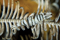 I just took this full frame shot a few days ago of a little Crinoid Shrimp wrapped up in his host.