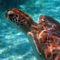 friendly green turtle in belize