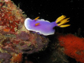 Hypseledoris Apolegma taken with Canon G7, no strobe used. I like the colour and sort of stretching pose of this nudi