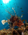 Lionfish and sunburst taken at Marsa Bareika, Ras Mohamed Park with E300.