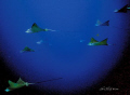 Eagle Rays in Cozumel, Mexico. Shot in ambient light with a Nikon Coolpix 5000, Light and Motion Tetra housing, on shutter priority with a UR Pro filter.