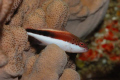Freckled Hawkfish