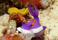 Mummy Nudi Heading For Lunch after a Hard day of Egg Laying. Olympus E-330 + 50mm Macro taken at Mabul Island