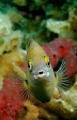 Free Swimming fish, captured at just the right moment!