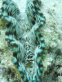 clam at a local beach on tongatapu taken with an olympus 720sw