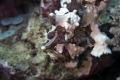Frog Fish with his mouth open