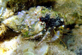 One Hermit crab that didn´t retreat as soon as I got there. 