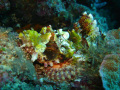 scorpion fish