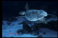 TORTUE