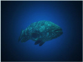 Grouper