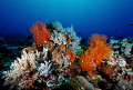 A beautiful soft coral patch in crystal clear water
