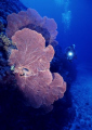 Sea fan.Nikons V 15mm,f8,1/60.RVP100,YS-350.
