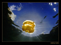 Solar eclipse
