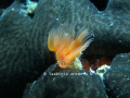 A type of an U/W worm.. 