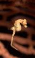 Swimming Sea horse!