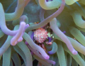 Another Crab seen in Bullenbaai on the south coast of Curacao. This one was about five centimeters across and was trying to hide!