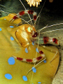 Shrimp cleaning ray's 