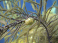 Nudibranchia
