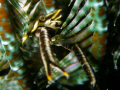Squat lobster hanging on!
