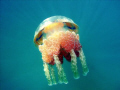 Jellyfish in Secret Lake. Shooting angle was up, and the only Photoshop command used was the auto levels command, which popped the colors