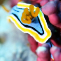 Nudibranch