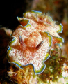 Margin Glossodoris taken on a night dive at Ras Umm Sid using an Olympus SP350 and macro adapter.