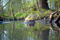 Otter on the prowl in a stream in Germany. 