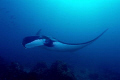 Manta Ray, Thailand, Wide Angle