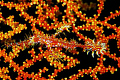 GHOSTPIPE FISH