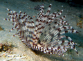 Featherworm taken at Ras Mohamed with SP350.