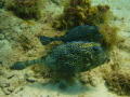 Found these two yesterday, at Porto Marie, on the south coast of Curacao. Followed them for five minutes and they stuck together like glue. Must be love!!!
