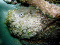 Big Stonefish