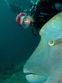 Napoleon Fish and scubagirl