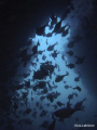 Koh Talu  and all the fish. Olympus SP 350